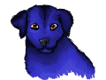 Blue Labrador