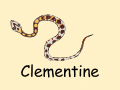 My baby corn snake Clementine!