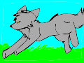 wolf ish running