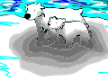Polar bears!