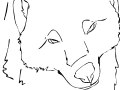 muaha